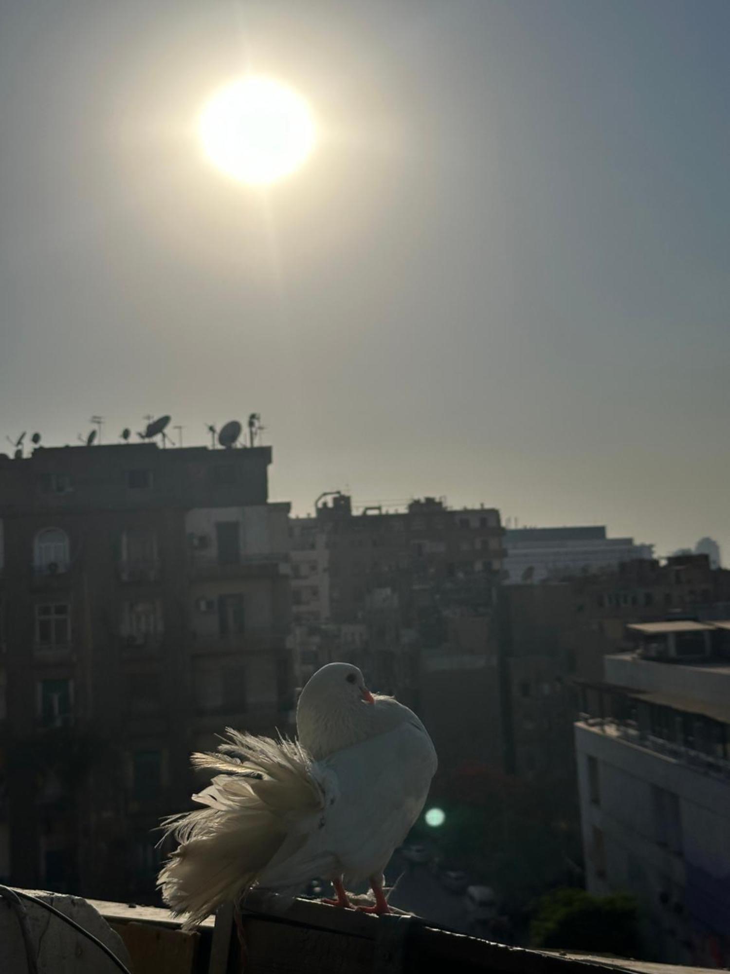 Cecilia Hostel Kairo