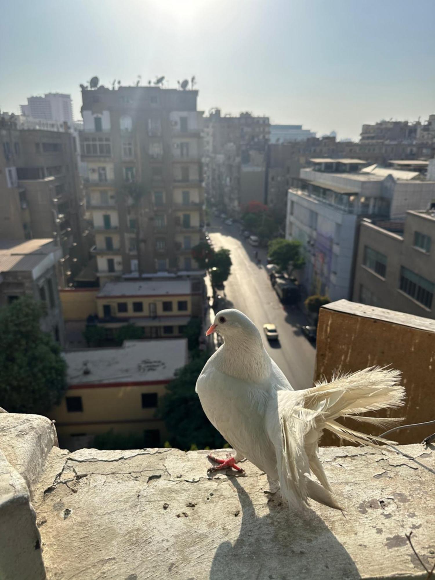 Cecilia Hostel Cairo